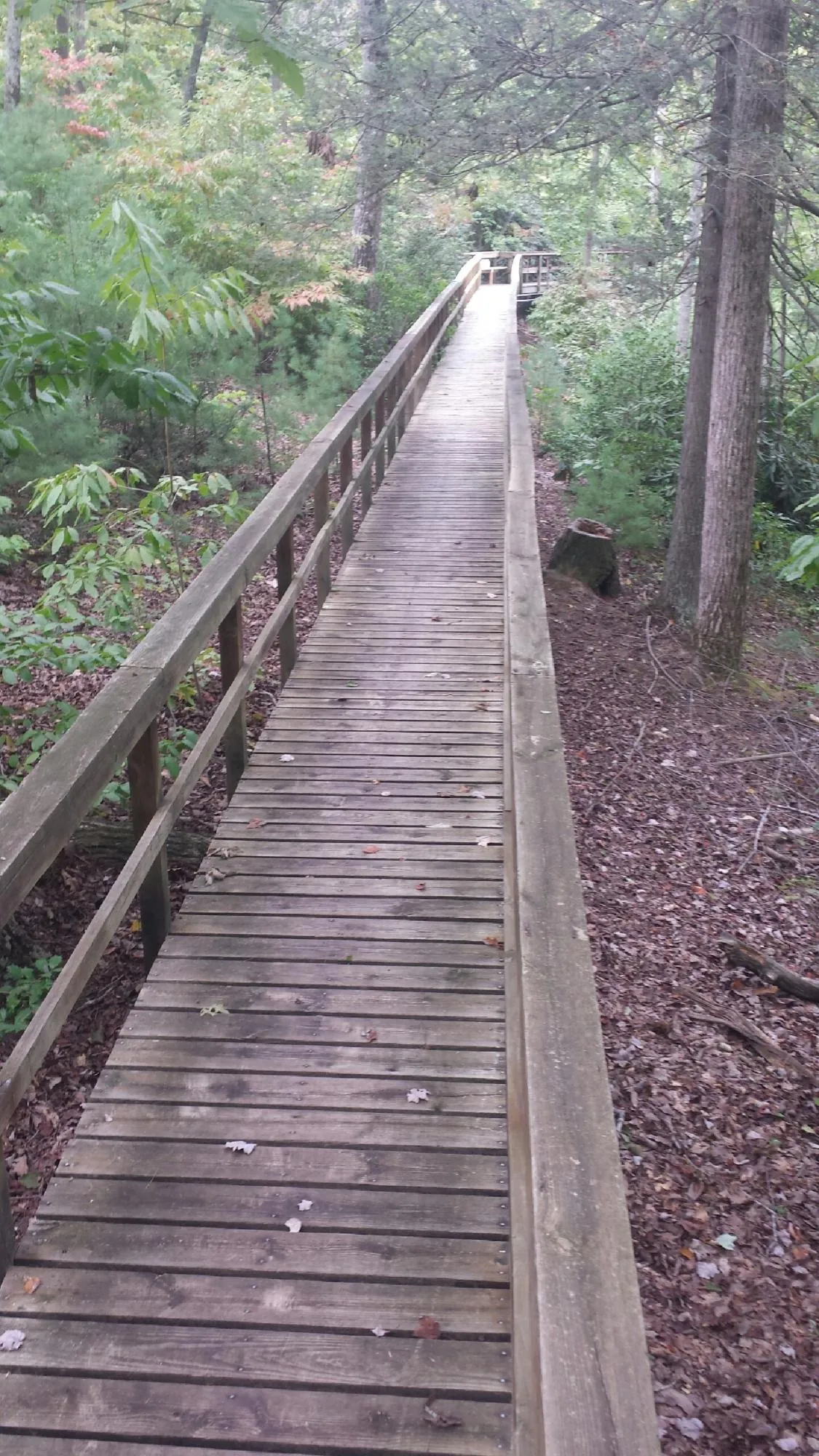 Long wood walkway with handrails built through the woods in Wilsonville